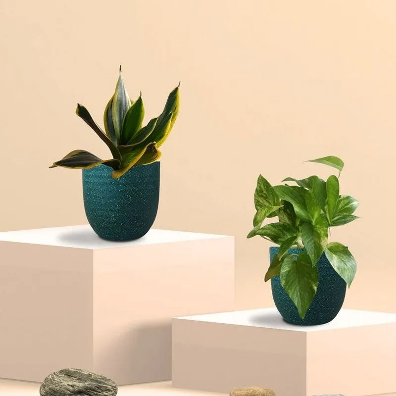Greenkin Money Plant Gold King & Golden Snake Live Plants (Green) - Set Of Two media 3