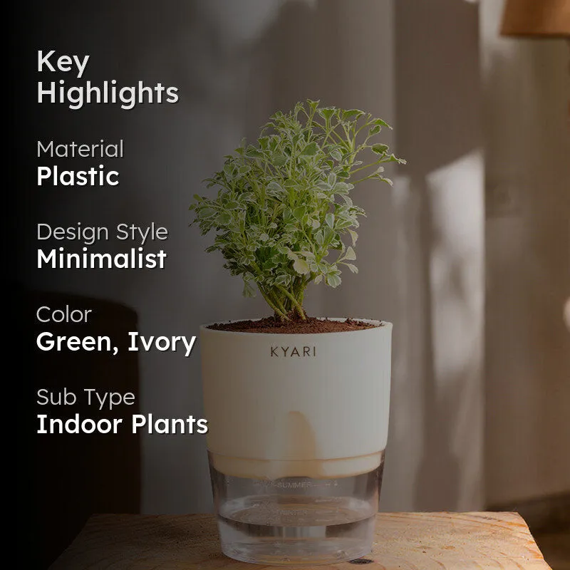 Kyari Variegated Aralia Plant With Self Watering Pot (Ivory) - 18 cm media 2