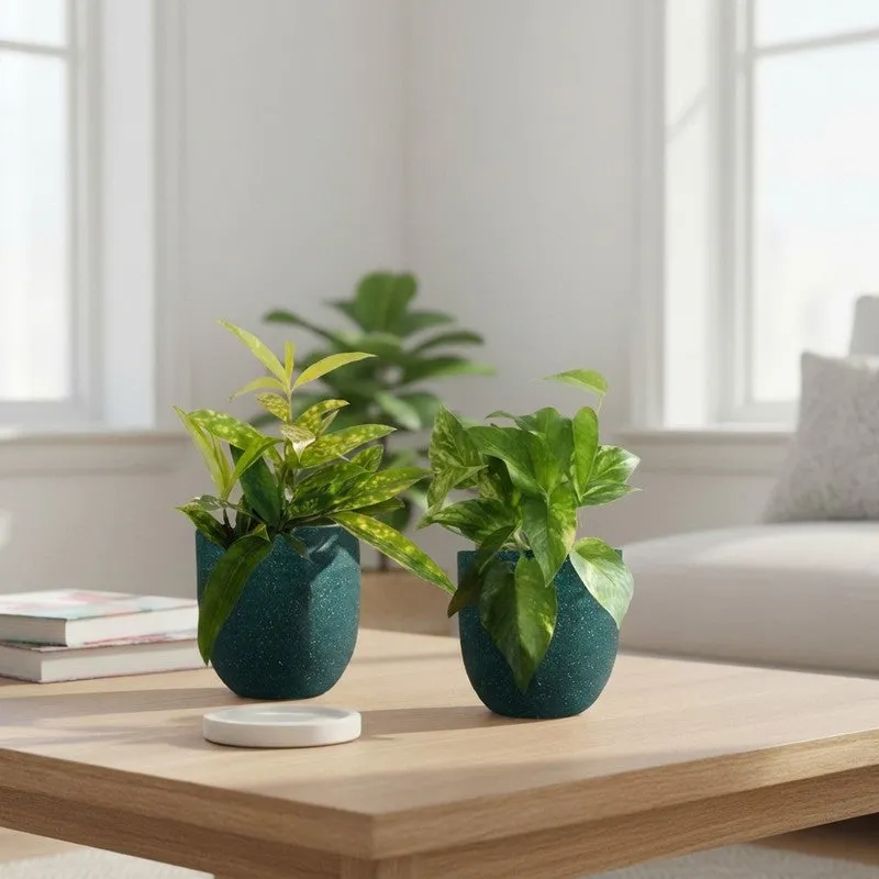 Greenkin Bamboo & Gold King Live Plants (Green) - Set Of Two media 1