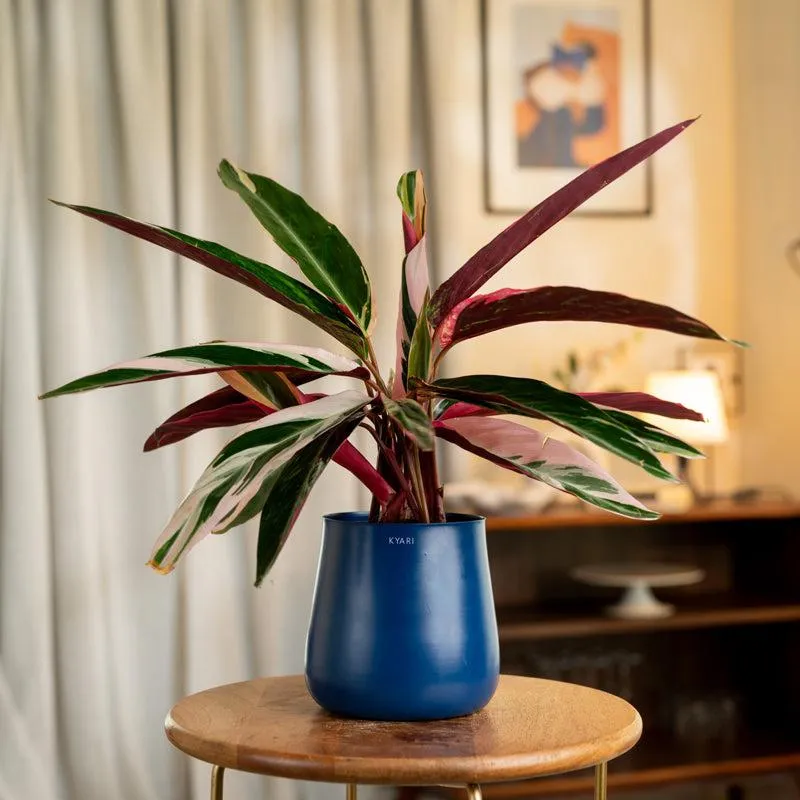 Kyari Calathea Triostar With Metal Self Watering Pot - Blue media 1