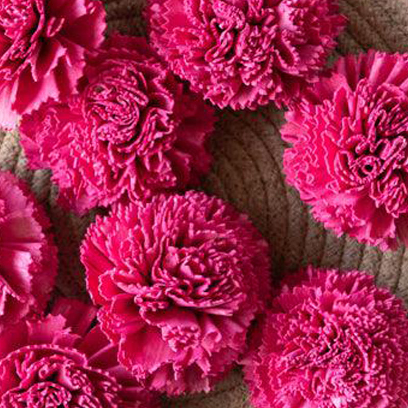 Berta Carnation Sola Flower (Pink) - Set Of Ten media 6