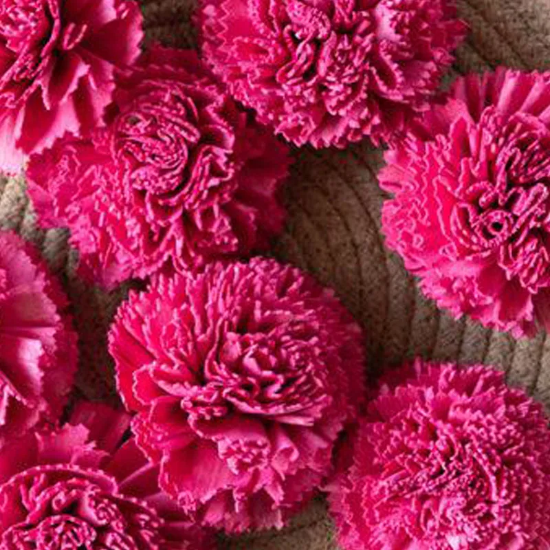 Berta Carnation Sola Flower (Pink) - Set Of Ten media 6