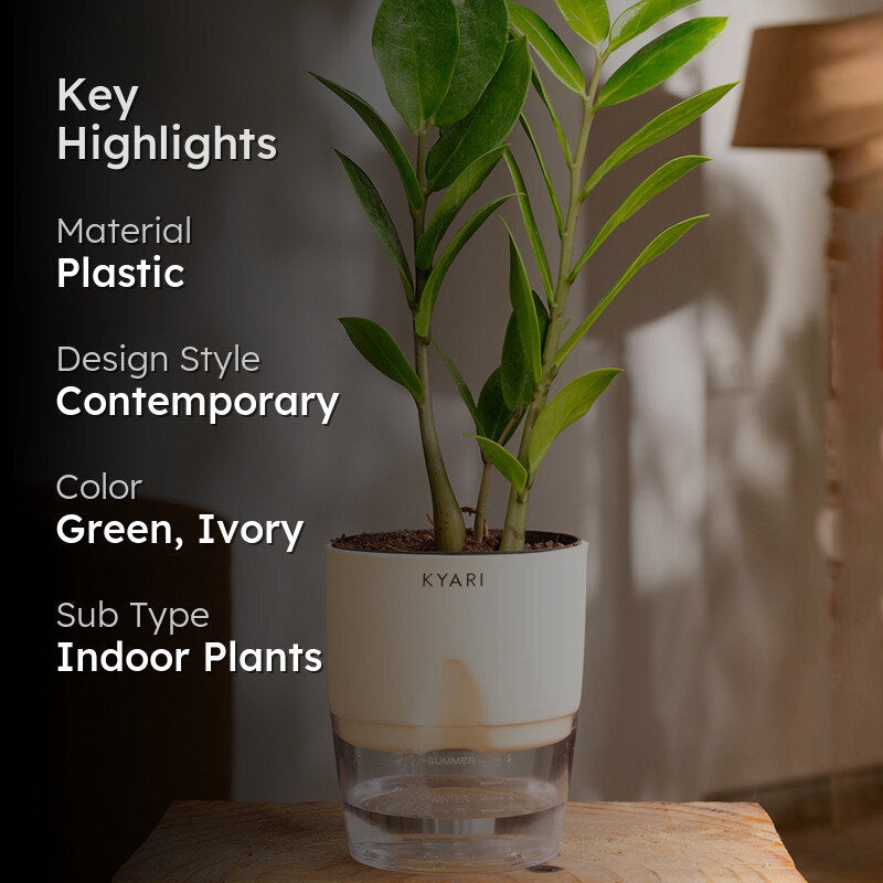 Kyari Zamioculcas Zamiifolia (ZZ) Plant With Self Watering Pot (Ivory) - 18 cm media 2