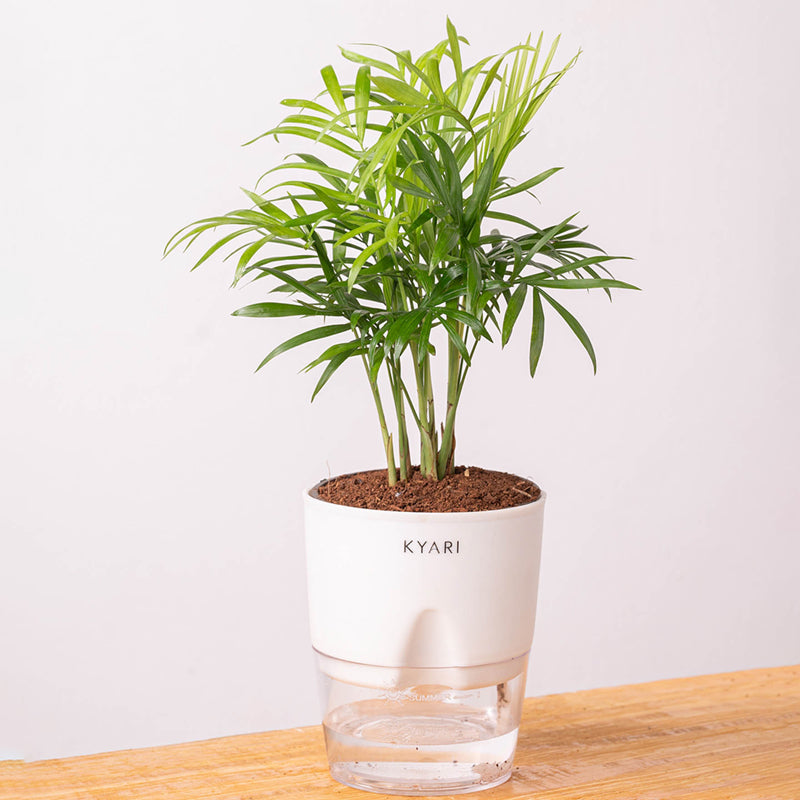 Kyari Chamaedorea Palm With Self Watering Pot (White) - 18 cm media 6