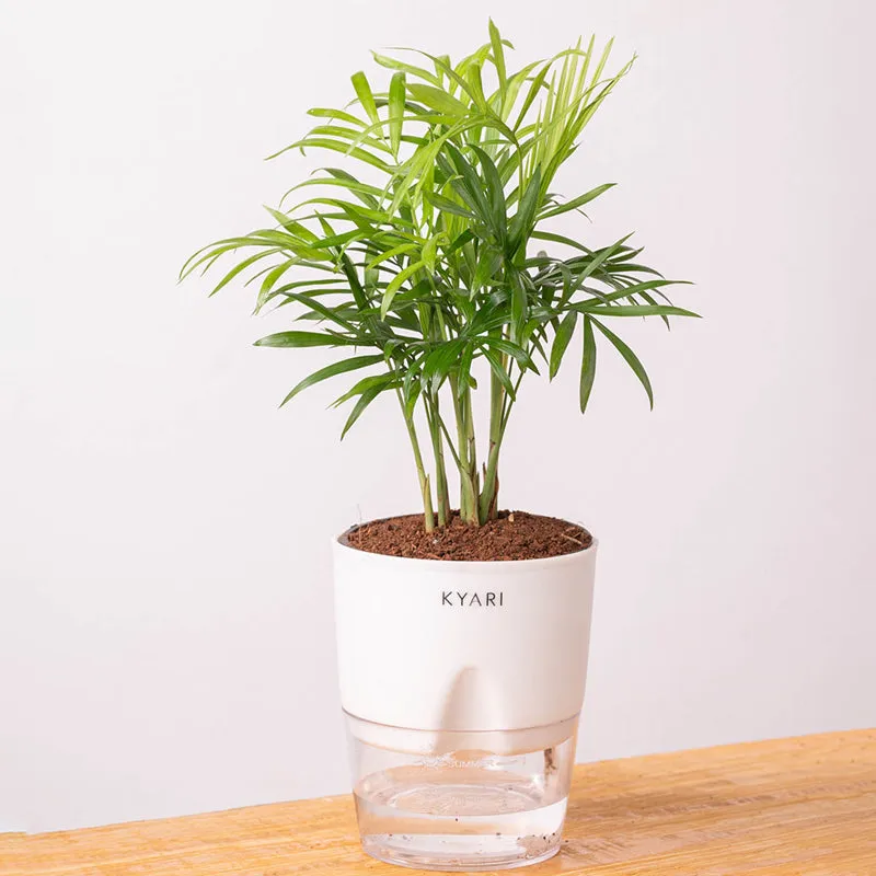 Kyari Chamaedorea Palm With Self Watering Pot (White) - 18 cm media 6