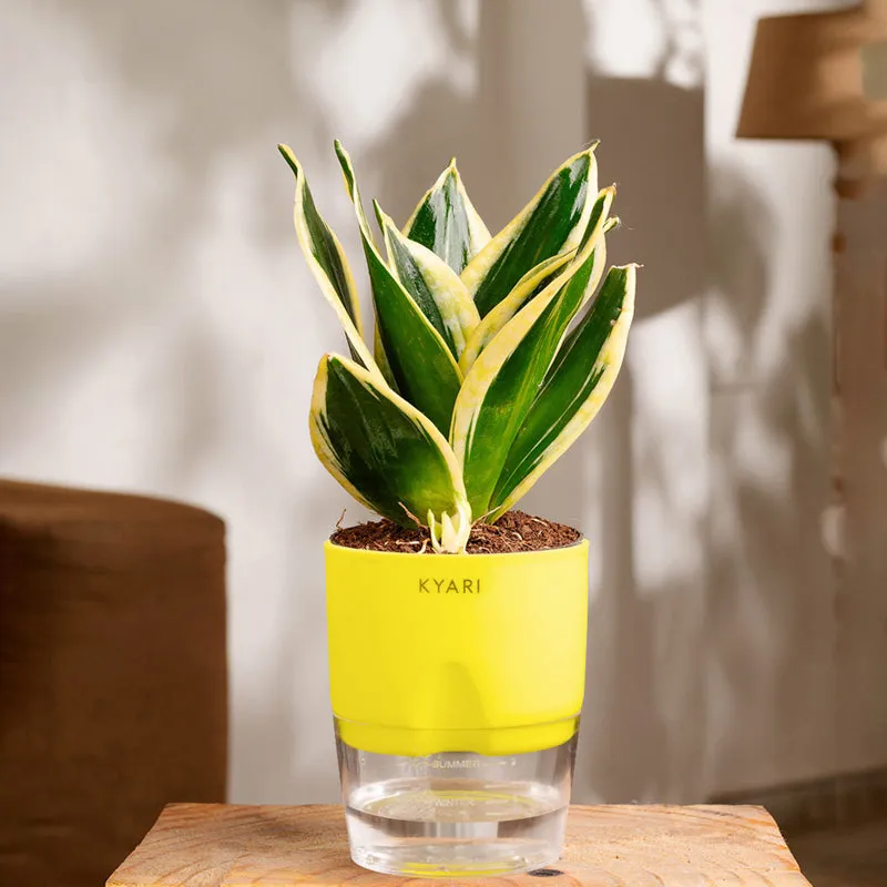 Kyari Golden Hahnii Snake Plant With Self Watering Pot (Green) - 18 cm media 1