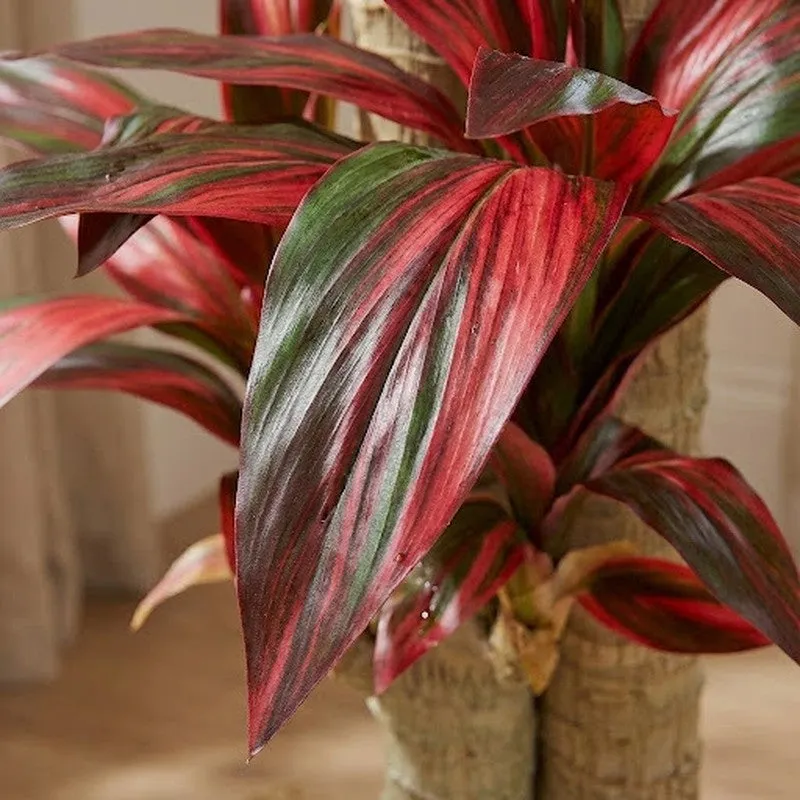 Everloft Artificial Dracaena Green Tree With Black Plastic Pot 5.7 ft media 6