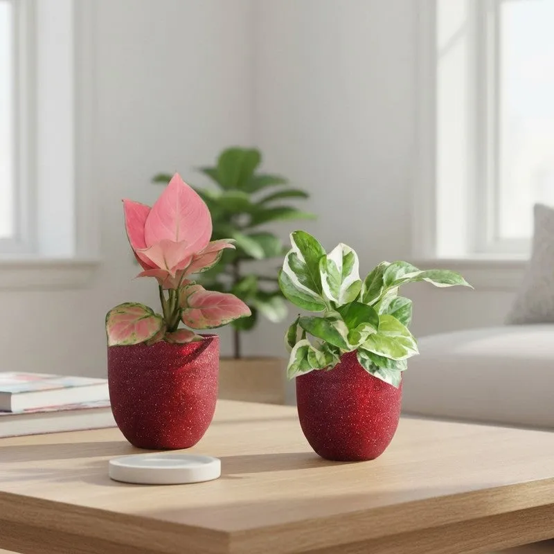 Greenkin Aglaonema Pink & Njoy Live Plants (Red) - Set Of Two media 1