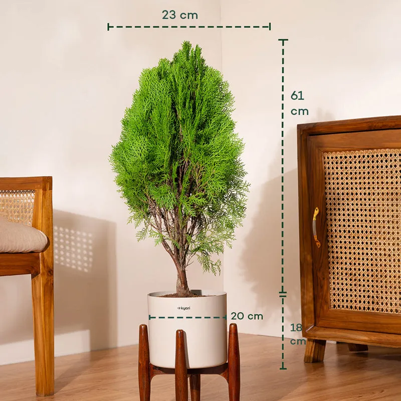 Kyari Thuja Plant With Metal Self Watering Pot (Beige) media 5