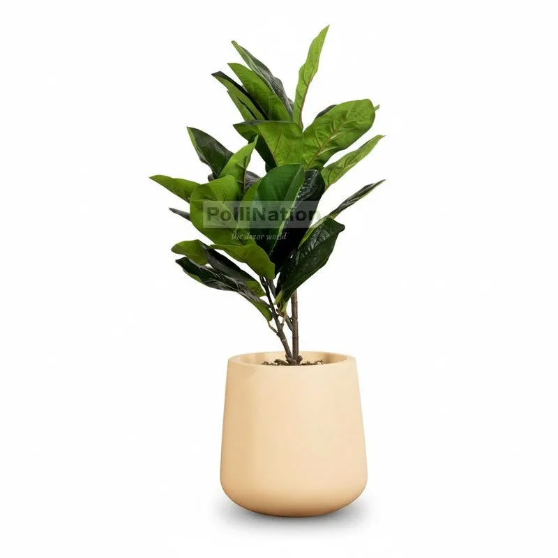 Artificial Small Rubber Plant Without Pot - 2.2 Feet media 5