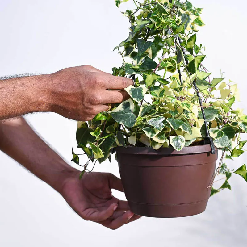 Ugaoo English Ivy Variegated In Hanging Planter media 4