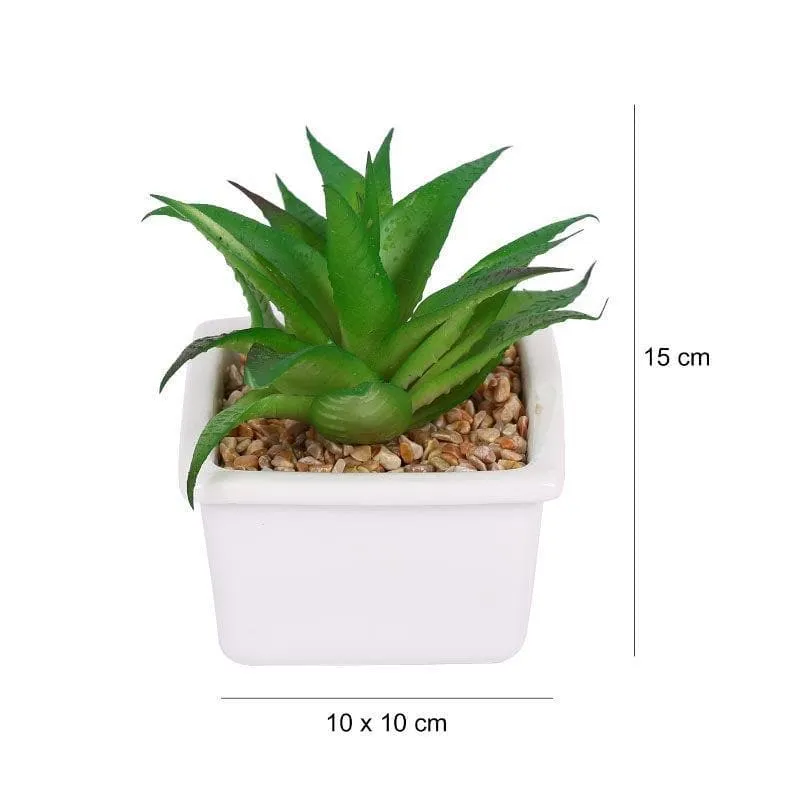 Faux Fasciated Haworthia In White Pot - 13 cms media 4