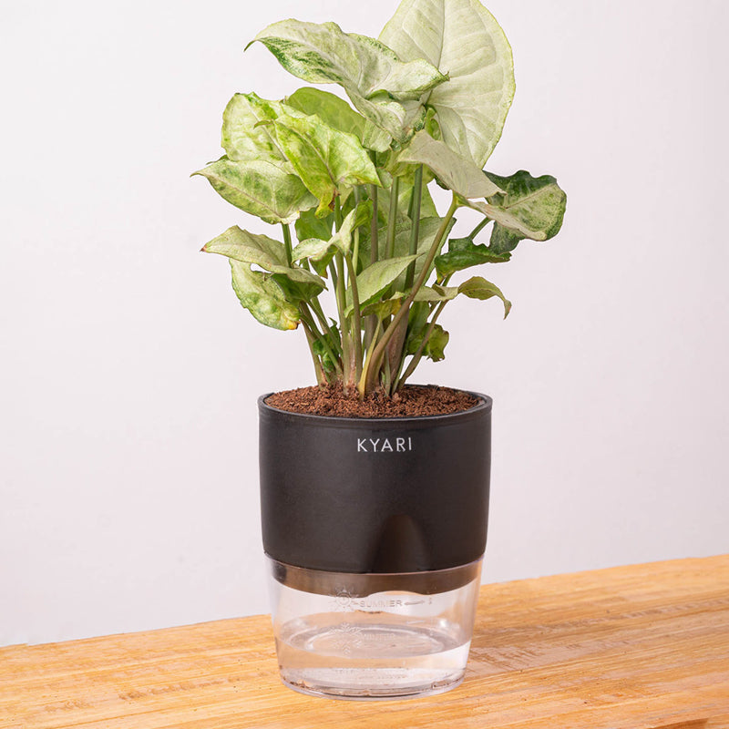 Kyari Syngonium Pixie Plant With Self Watering Pot (Black) - 18 cm media 6