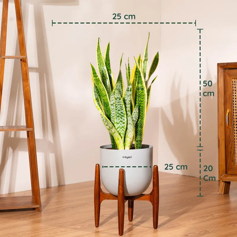 Kyari Sansevieria Zeylanica Golden Snake Plant With Metal Self Watering Pot (Grey) - 2.4 Feet media 5