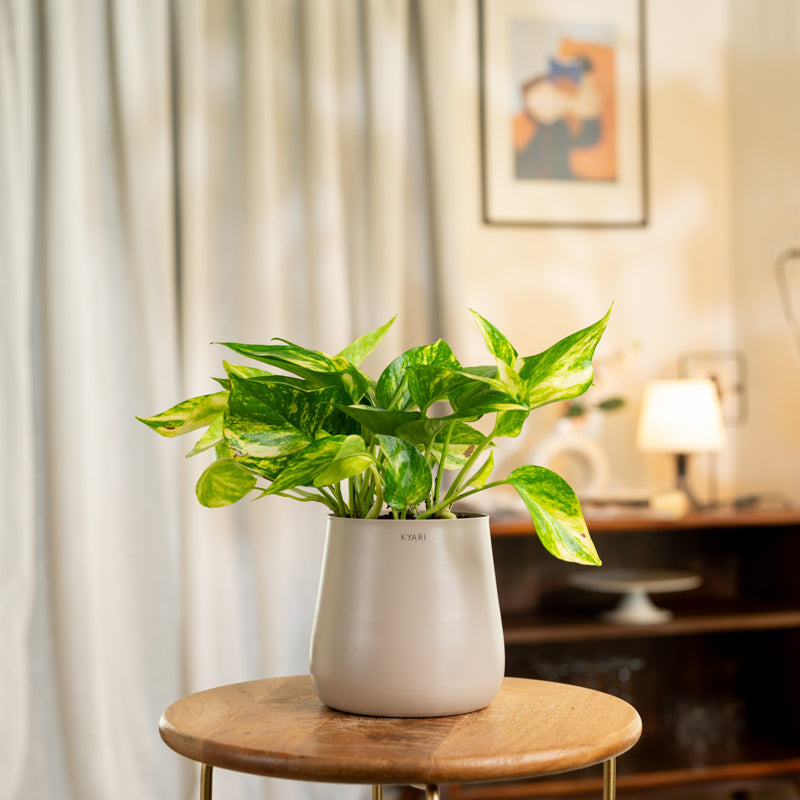 Kyari Money Plant Variegated With Metal Self Watering Pot - Beige