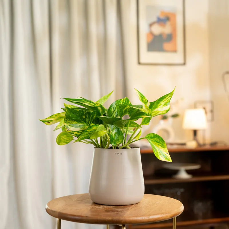 Kyari Money Plant Variegated With Metal Self Watering Pot - Beige media 1