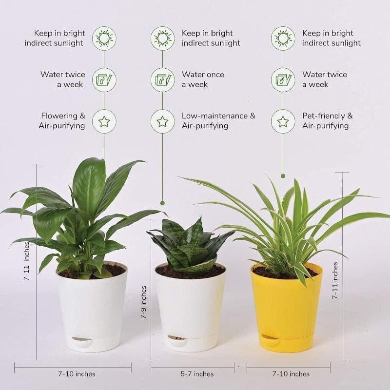 Ugaoo Indoor Air Purifier Plants With Pots - Set Of Three media 3