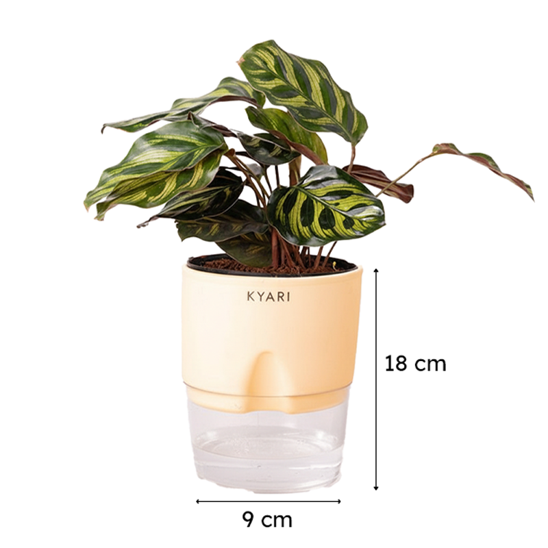Kyari Peacock Plant With Self Watering Pot (Cream) - 18 cm media 7