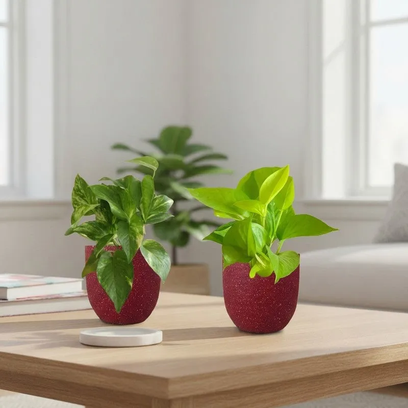 Greenkin Money Plant & Gold King Indoor Live Plants (Red) - Set Of Two media 1