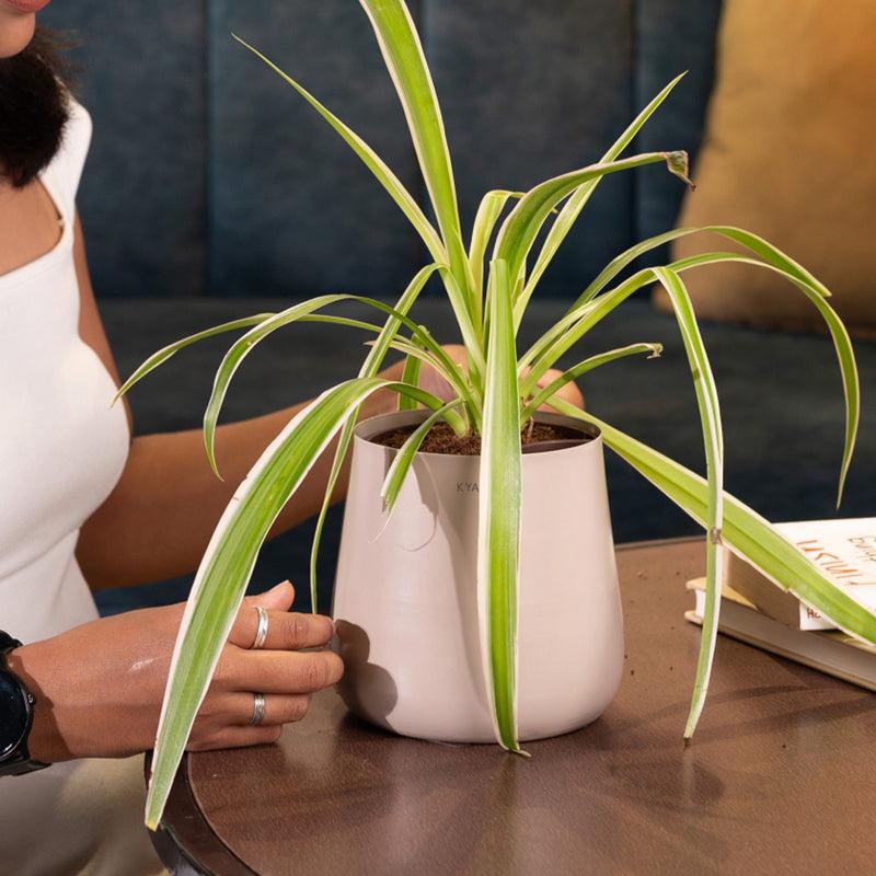 Kyari Spider Plant With Metal Self Watering Pot - Beige media 4