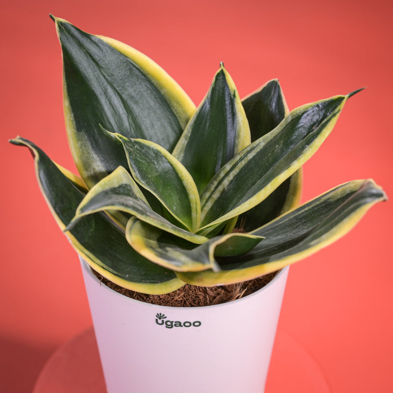 Golden Hahnii Snake Plant With Self Watering Pot Diwali Gift media 3