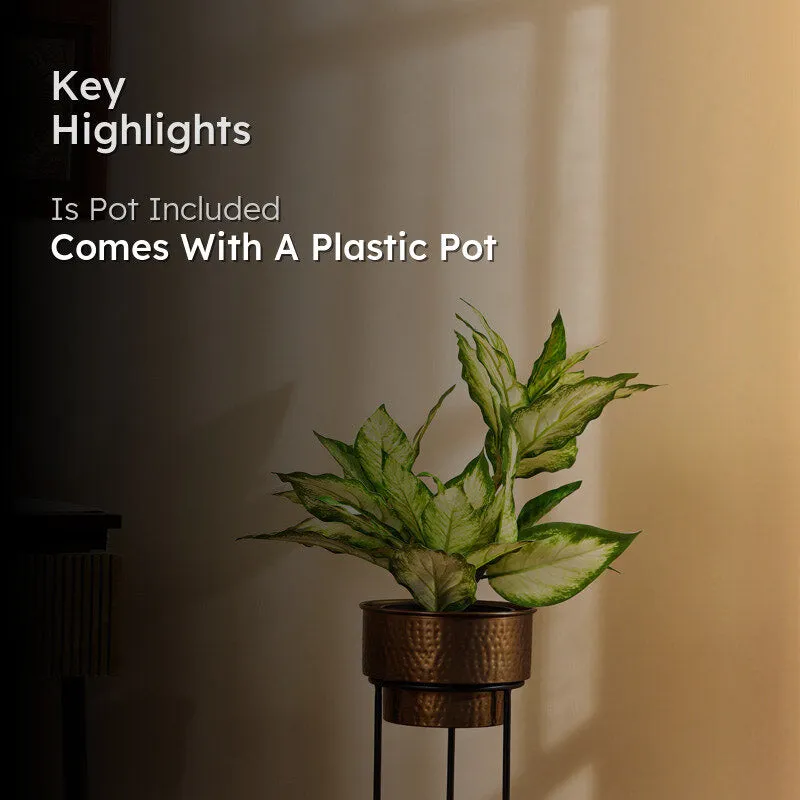 Artificial Realistic Variegated Dieffenbachia With Black Plastic Pot - Green media 2