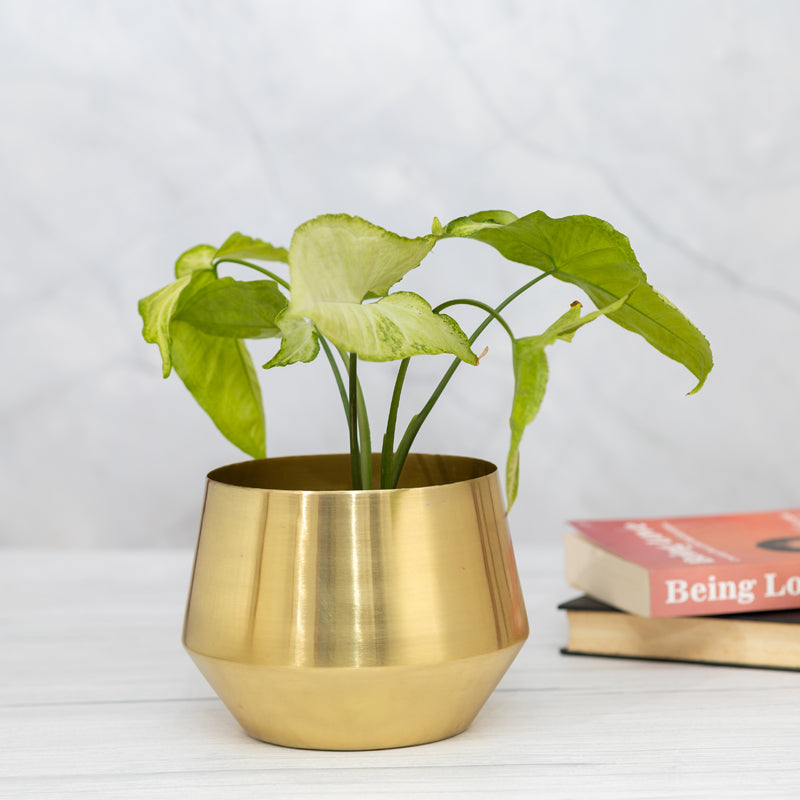 Simone Oak Planter media 3