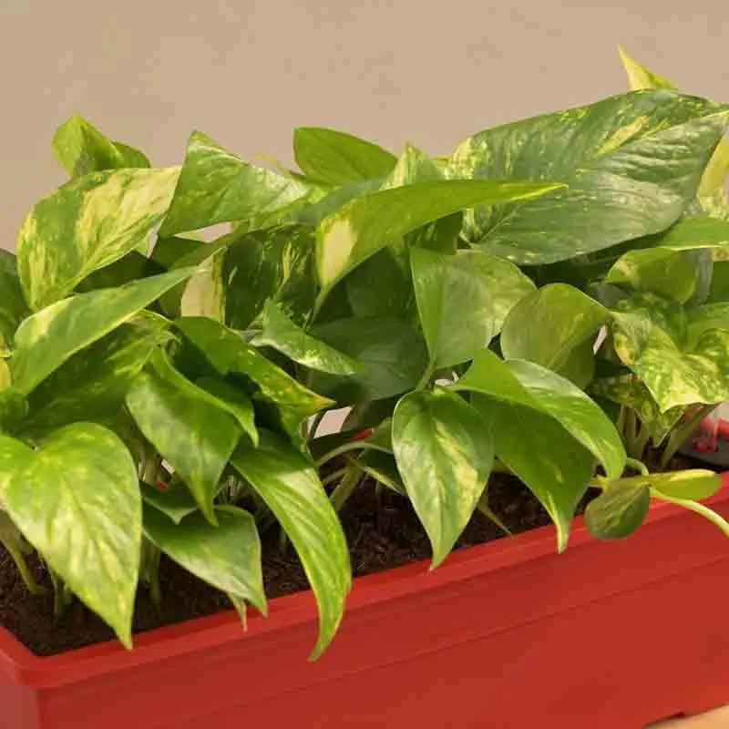 Ugaoo Money Plant Variegated - Set of 2 media 4