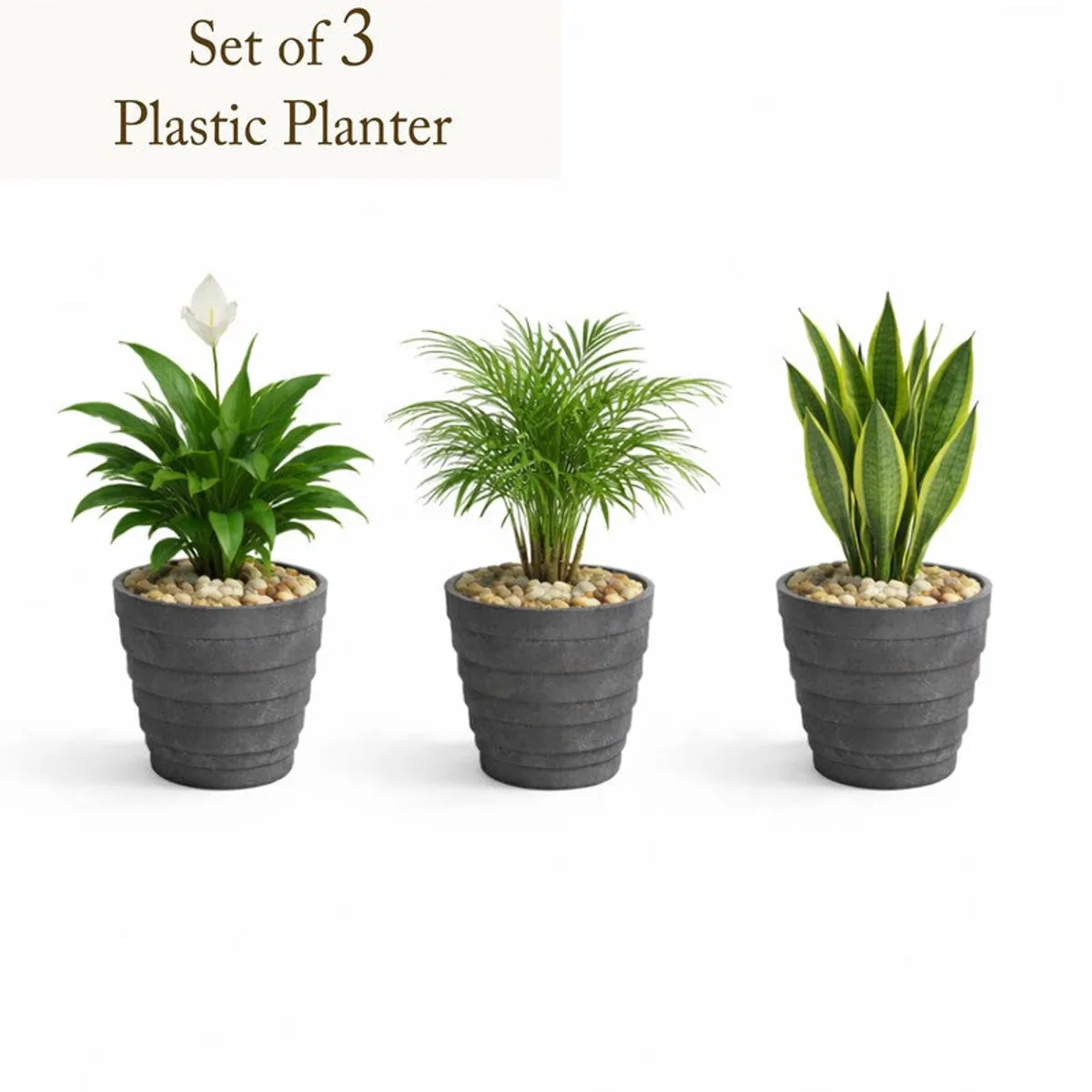 Three grey plastic planters with different green plants on a white background