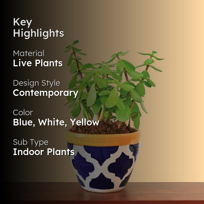 Ugaoo Good Luck Jade Plant With Apple Rose Blue Ceramic Pot media 2