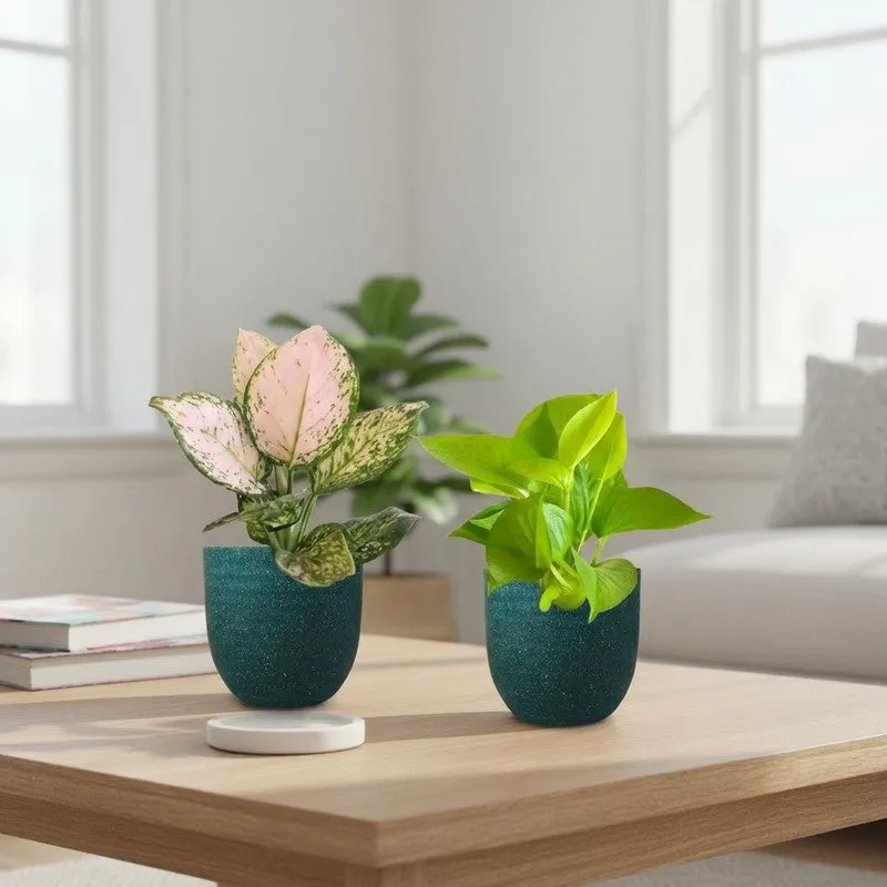 Greenkin Aglaonema Wishes & Golden Pothos Live Plants (Green) - Set Of Two media 1