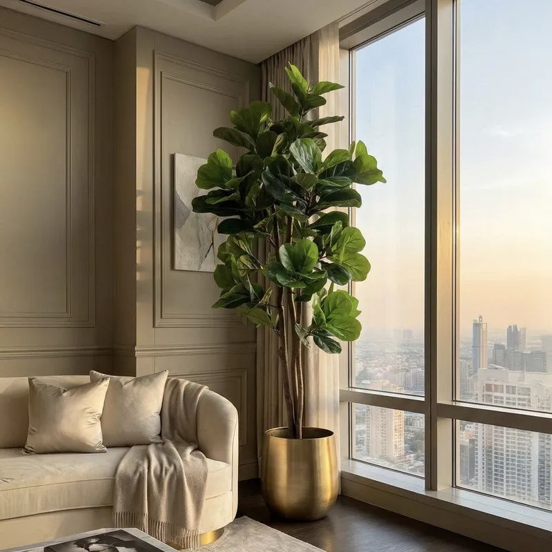 Tropella Fiddle Fig Plant Wit Pot - 5.9 ft media 4