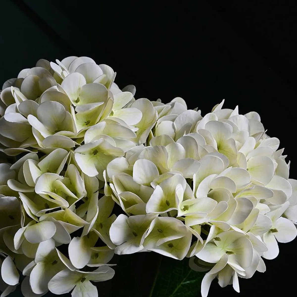 Close-up of clustered white hydrangea petals with pale green centres