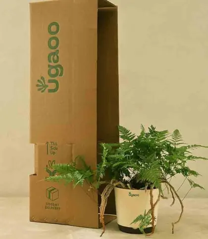 Live Plants