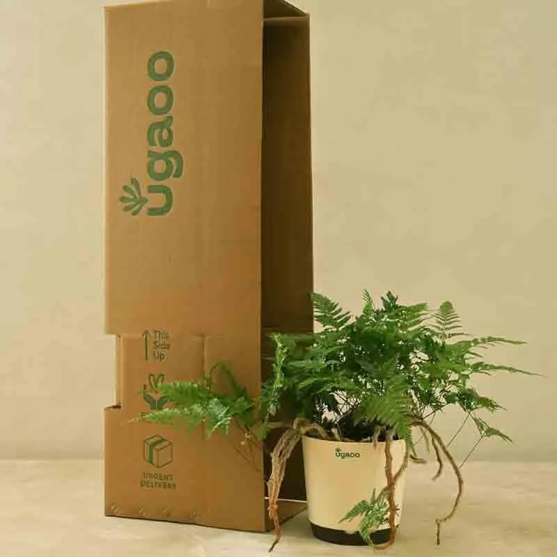 Ugaoo Rabbit's Foot Fern Plant media 1