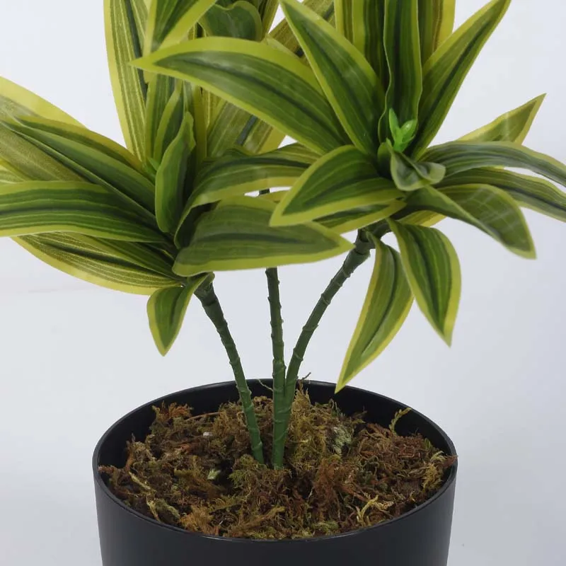 Faux Lush Dracaena Reflexa Plant With Black Plastic Pot (Light Green) - 1.3 Feet media 5
