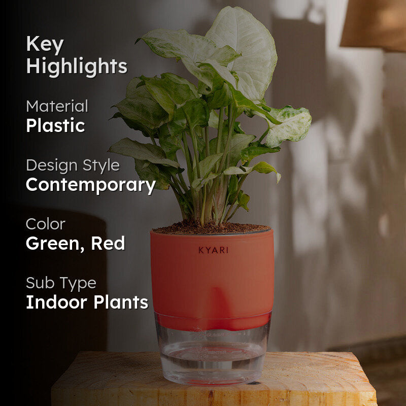 Kyari Syngonium Pixie Plant With Self Watering Pot (Red) - 18 cm media 2