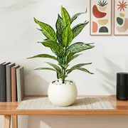 Fast Delivery - Plants category