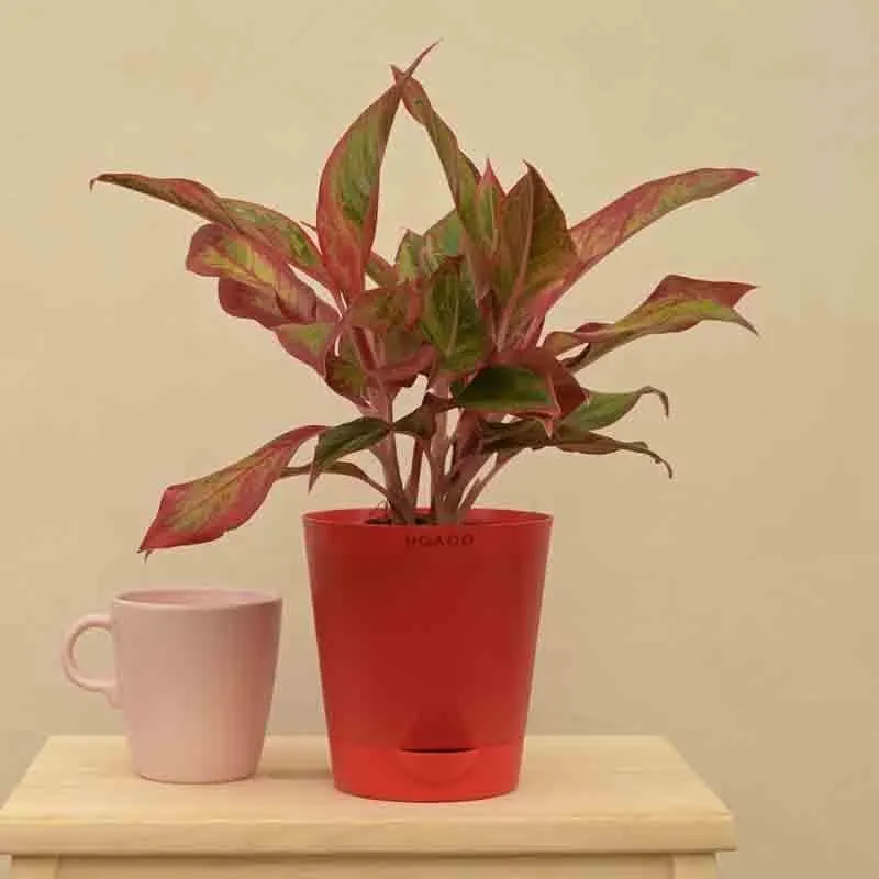 Ugaoo Aglaonema Red Plant - Medium media 6