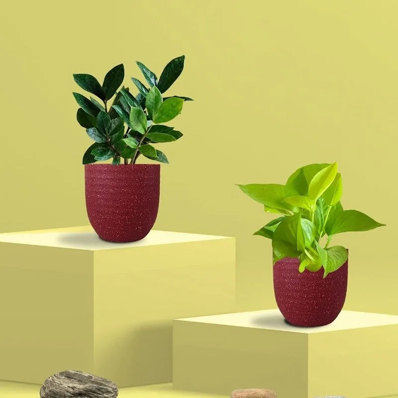 Greenkin Golden Pothos Live Plants (Red) - Set Of Two media 3
