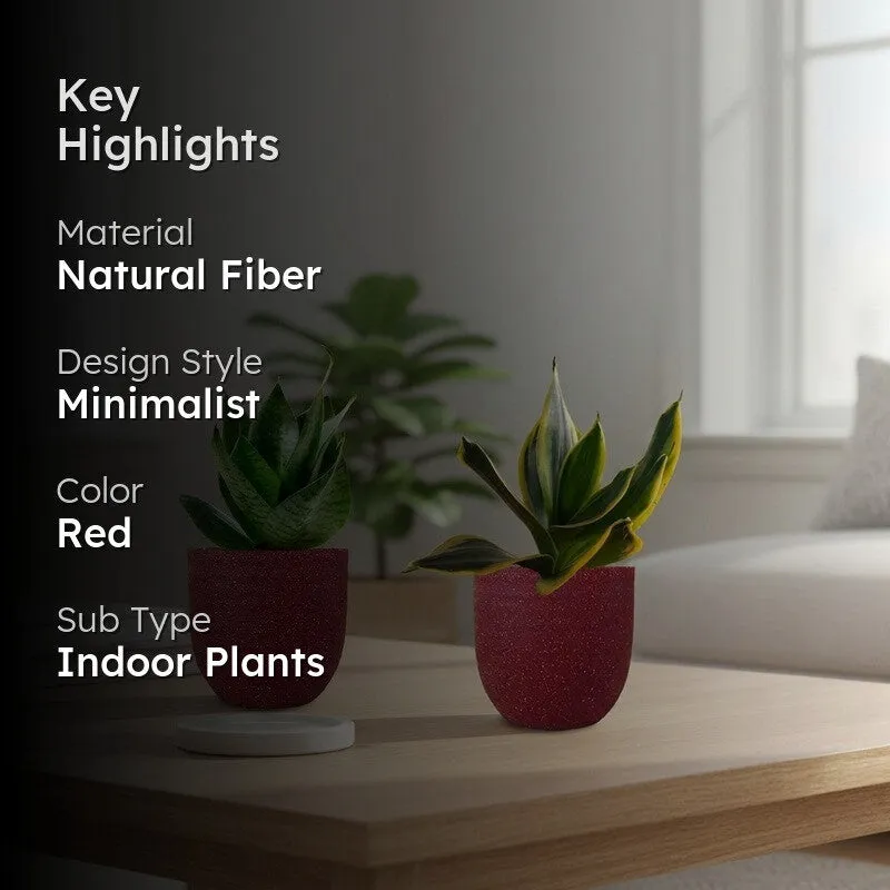 Greenkin Snake Live Plants (Red) - Set Of Two media 2