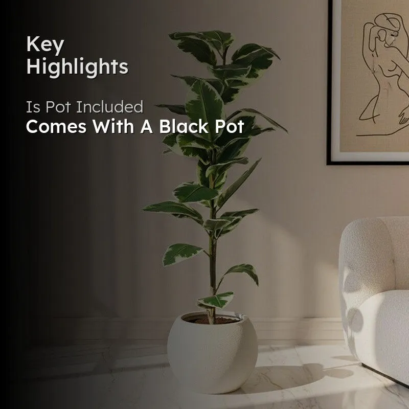 Faux Lush Variegated Rubber Plant With Black Plastic Pot - 4 Feet media 2