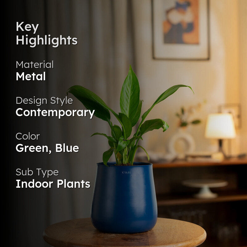 Kyari Peace Lily Plant With Metal Self Watering Pot (Blue) - 1 ft media 2