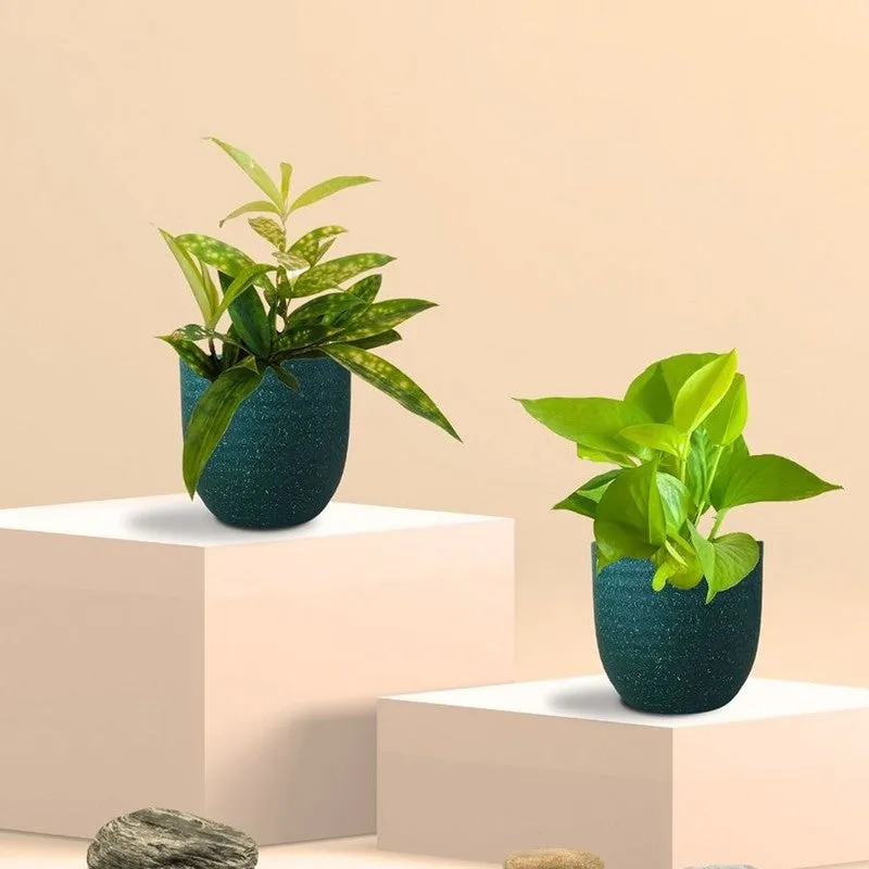 Greenkin Bamboo & Golden Pothos Live Plants (Green) - Set Of Two media 3