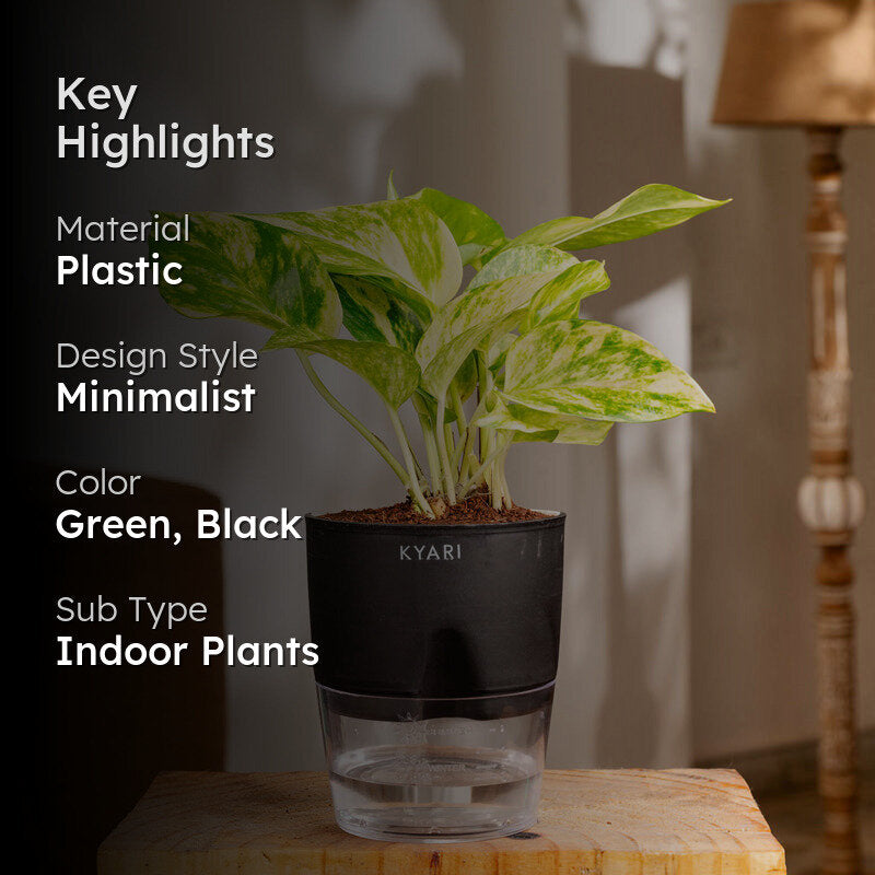 Kyari Money Variegated Plant With Self Watering Pot (Black) - 18 cm media 2