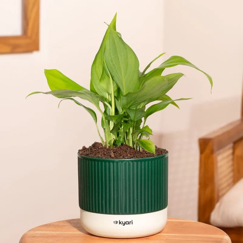 Kyari Peace Lily Plant with Self Watering Pot - Green media 1