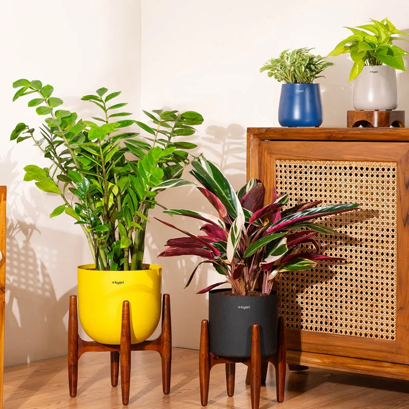 Kyari Green ZZ Plant With Metal Self Watering Pot (Yellow) - 2.4 Feet - 4