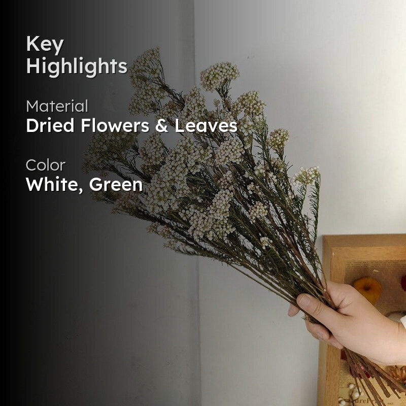 Dried Rice Flower Bunch - Set Of Three media 2