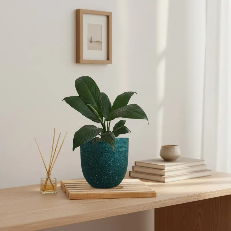 Greenkin Peace Lily Live Plant - Green media 1
