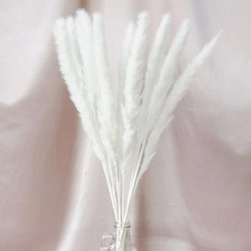 Mini Naturally Dried Pampas Stems (White) - Set Of Ten media 4